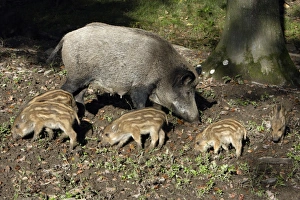 Images Dated 14th September 2007: Wild Boar - sow feeding with piglets in forest