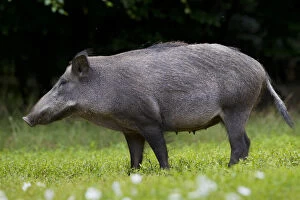 Wild Pigs Gallery: Wild Boar - sow - Germany