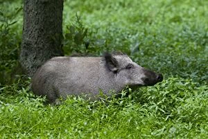 Wild boar - sow in marsh - Germany