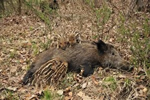 Images Dated 8th April 2008: wild boar - sow nursing young ones. Germany