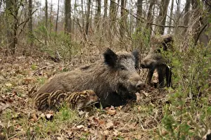 wild boar - sow nursing young ones. Germany