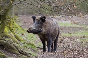 Boar Gallery: Wild boar sow with piglet Germany