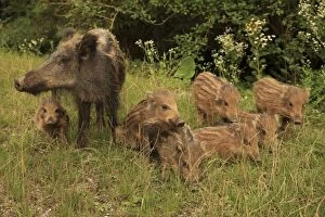 Boars Gallery: Wild Boar sow with piglets
