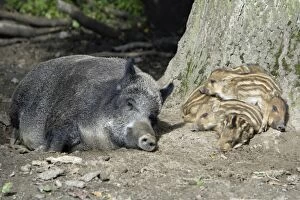 Images Dated 5th September 2007: Wild Boar - sow resting with piglets in forest