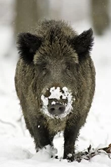 Wild Boar - Sow in snow covered woodland