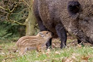 Wild Boar sow suckling piglet