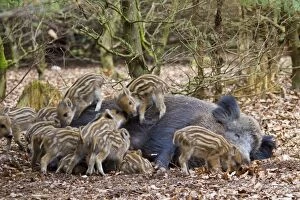Wild Boar sow suckling piglets