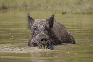 Boars Gallery: Wild Boar sow in water
