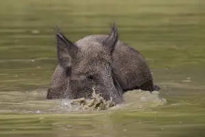 Wild Pig Prints: Wild boar sow water 25, S-E Arndt