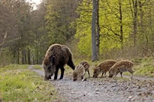 Boar Gallery: Wild Boar - sow with young piglets