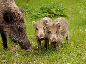 Images Dated 12th June 2012: Wild Boar - sow with young pigs