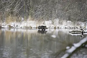 Wild Boar - swimming. Alsace - France