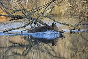 Boars Gallery: Wild Boar - swimming through water. Rhine Forest