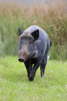 Wild Pig Prints: Wild Boar - UK - controlled conditions