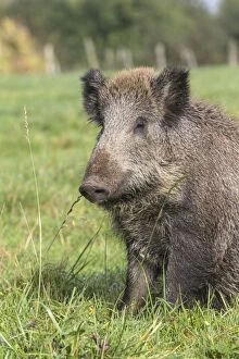 Images Dated 30th September 2012: Wild Boar. Vesoul, Haute Saone, France