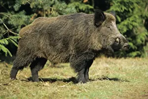 Boar Prints: Wild Boar - side view, in forest Hessen, Germany