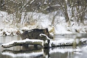 Images Dated 28th January 2006: Wild Boar - in water. Alsace - France