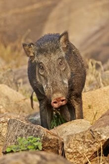 Affinis Gallery: Wild Boar / Wild Pig
