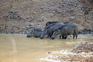 Boar Gallery: Wild Boar / Wild Pig drinking in a waterhole