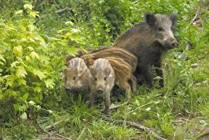 Images Dated 4th June 2007: Wild Boar - wild sow with young ones - Germany
