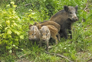 Images Dated 4th June 2007: Wild Boar - wild sow with young ones - Germany