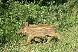 Images Dated 25th November 2005: Wild Boar - young. France