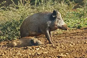Wild Boar - young. France