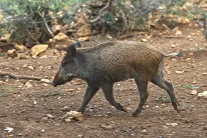 Wild Boar - young. France