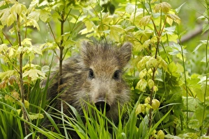 Images Dated 4th June 2007: Wild Boar - young one - Germany