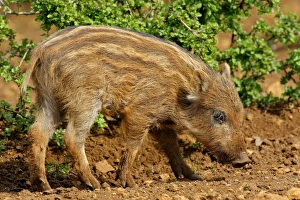 Images Dated 19th April 2009: Wild Boar - young. Haute Saone - France