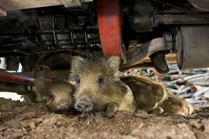 Wild Boar - young lying down under a vehicle
