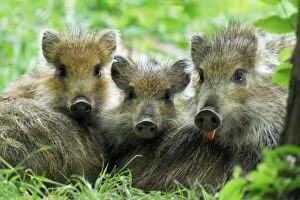 Images Dated 4th June 2007: Wild Boar - young ones - Germany