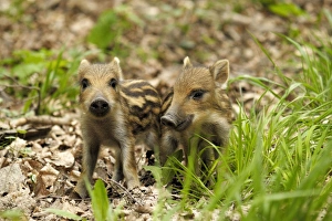 Images Dated 4th June 2007: Wild Boar - young ones - Germany
