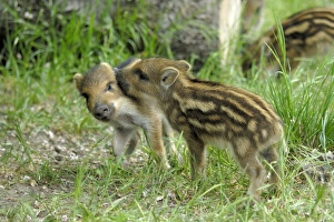 Images Dated 4th June 2007: Wild Boar - young ones playing - Germany
