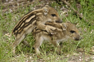 Images Dated 4th June 2007: Wild Boar - young ones playing - Germany