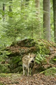 Wild Boar - young piglet in forest
