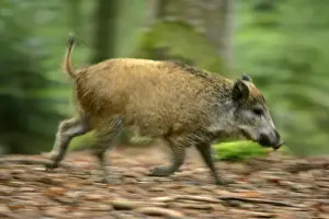 Wild Boar young one running through forest Bavaria, Germany