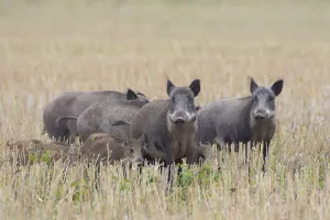 Even Toed Ungulate Prints: Wild boars crop 37, S-E Arndt