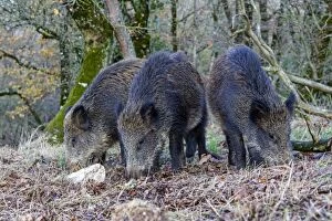 Boars Gallery: Wild Boars - feeding. Haute Saone, France