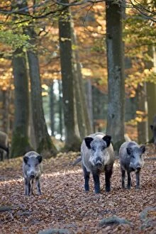 Boars Gallery: Wild Boars - in forest