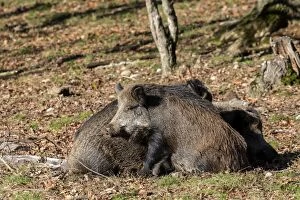 Boars Gallery: Wild Boars. Haute Saone, France