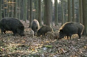 WILD BOARS - and juveniles foraging in woodland