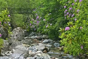 wild brook - in forest with lilac coloured rhododendron stand
