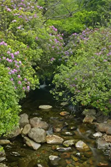 wild brook in forest with lilac coloured rhododendron stand Glen Etive, Glencoe area, Highlands, Scotland, UK