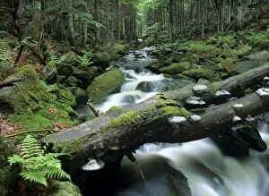 Wild Brook in temperate primeval forest