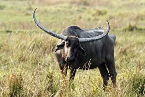 Images Dated 6th March 2011: Wild Buffalo