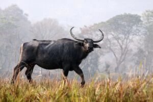 Images Dated 3rd March 2011: Wild Buffalo - on the move