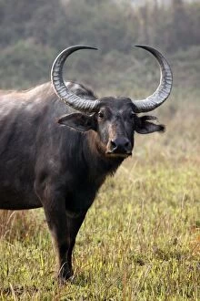 Images Dated 3rd March 2011: Wild Buffalo