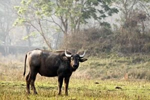 Images Dated 3rd March 2011: Wild Buffalo