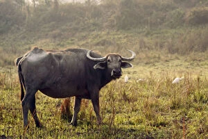 Images Dated 5th March 2011: Wild Buffalo